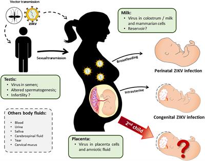 Maternal-Fetal Interplay in Zika Virus Infection and Adverse Perinatal Outcomes